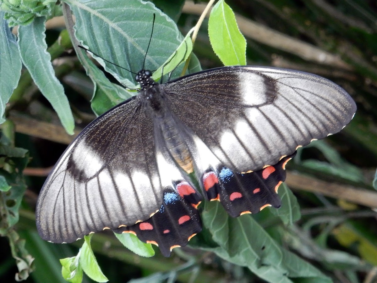 Orchard Swallowtail Butterfly (female)