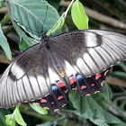 Orchard Swallowtail Butterfly (female)