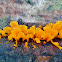 Orange jelly fungus