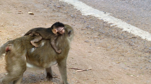 Monkey Morning in Cambodia 2016