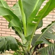 Banana Tree 香蕉樹