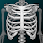 Osseous System in 3D (Anatomy) icon