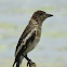 Pied Butcherbird (Imature)