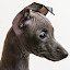 Italian Greyhound Themes & New Tab