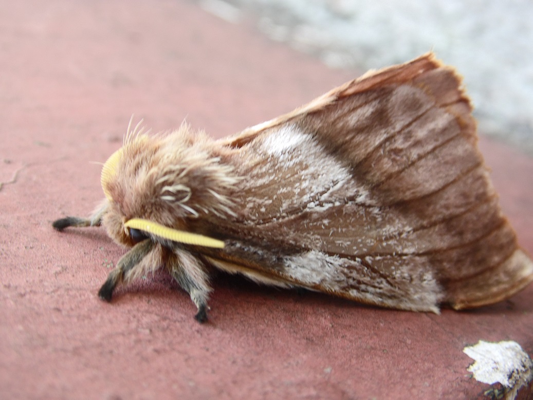 Emperor Moth