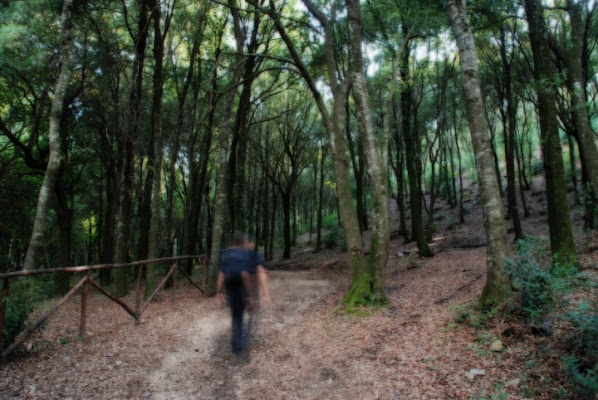 Passeggiata nel bosco di LoscoFiguro