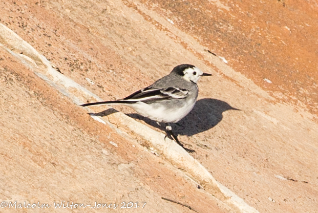 White Wagtail; Lavandera Blanca