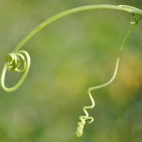 Spirali..naturali di 