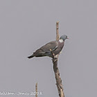 Woodpigeon; Paloma Torcaz