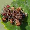 Monkey slug caterpillar