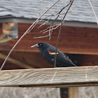 Red-Winged Blackbird