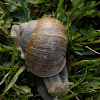 Garden snail