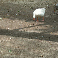 Passeggiando di 