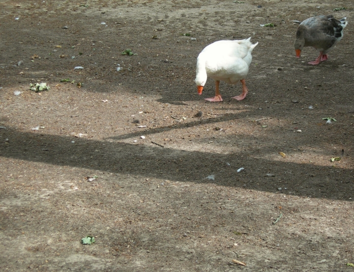 Passeggiando di lady oscar