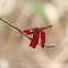 Fulvous Forest Skimmer