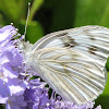 Checkered White Butterfly