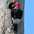 Red-headed woodpecker