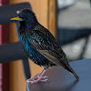 European Starling