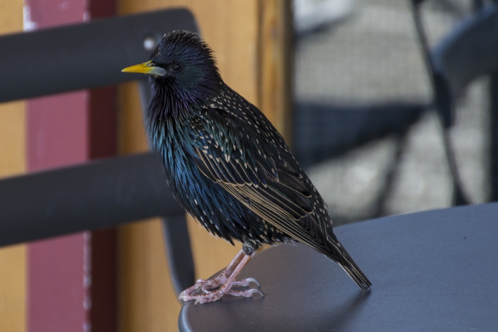 European Starling