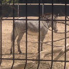 Grévy's zebra