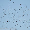 Spotless Starling; Estornino Negro