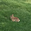 Eastern cottontail