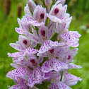 Heath spotted-orchid