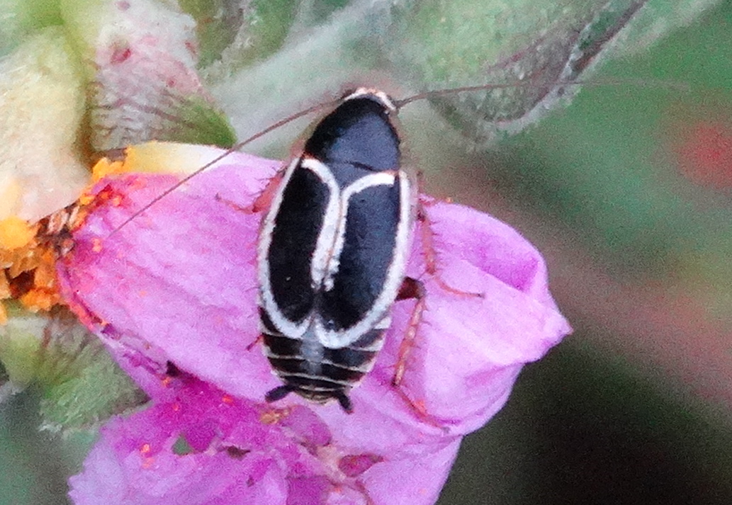 Phyllodromica Cockroach