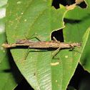 Stick Insect, Phasmid