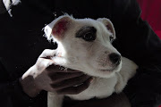 One of the puppies looking for a home at Mdzananda Animal Clinic's open day on August 17 2019.