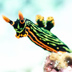 Kubaryana's Nembrotha Nudibranch