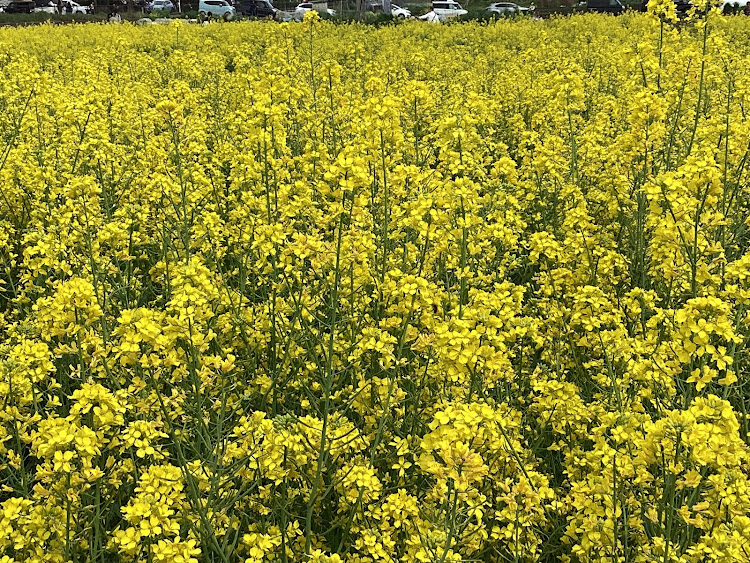 の投稿画像115枚目