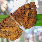 Common Castor