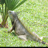 Common Iguana, Green Iguana