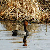 Canvasback