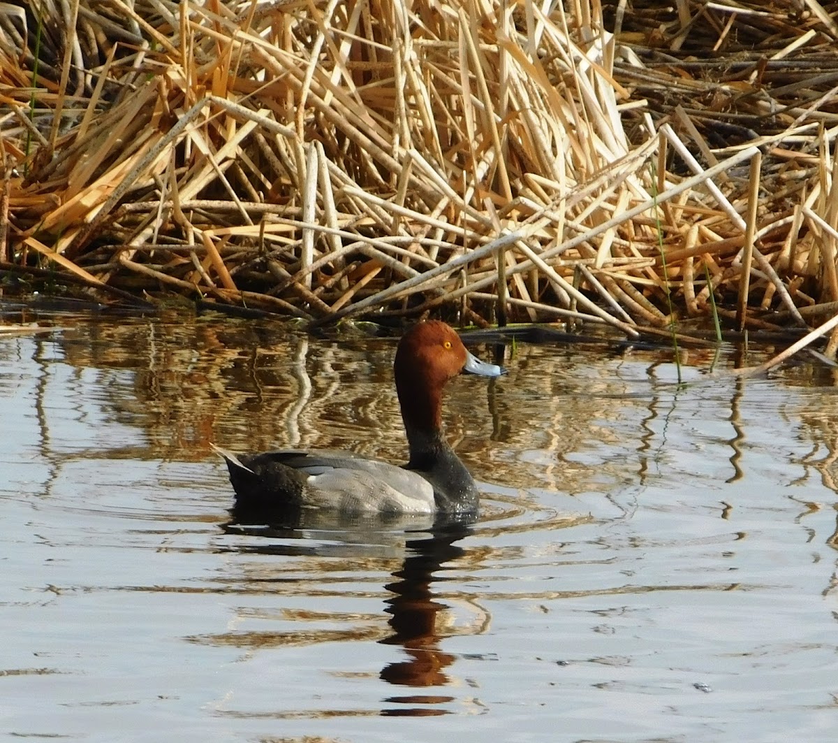 Canvasback