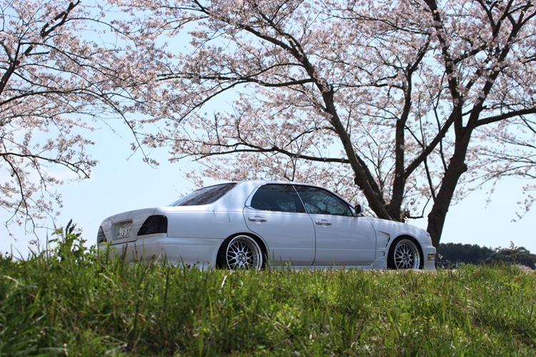 セドリックの桜とコラボ・さくら満開に関するカスタム事例の投稿画像2枚目