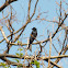 Bronzed Drongo