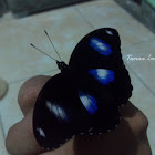 Blue Moon Butterfly