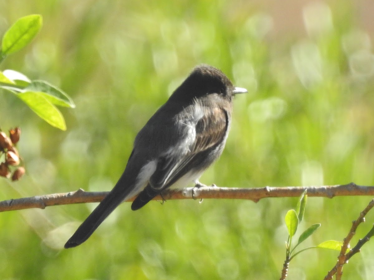 Black Phoebe