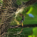 Golden Silk Orb-weaver