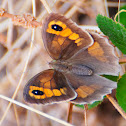 Meadow Brown; La Loba