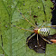 Cobweb Spider