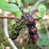 Azalea Caterpillar