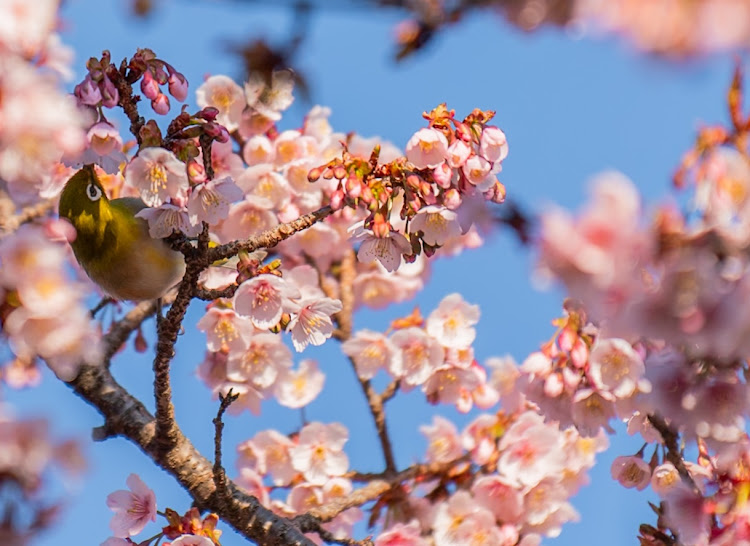 ヴォクシーの河津桜・河津桜🌸・羽根谷だんだん公園・petanco works・サクジローに関するカスタム事例の投稿画像6枚目