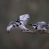 pied kingfisher