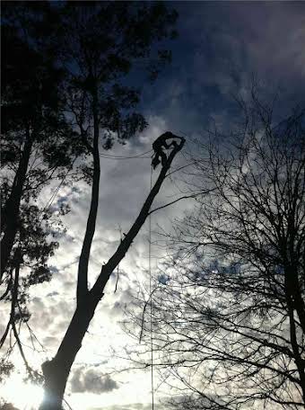 Tree surgery album cover