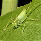 Drumming katydid nymph