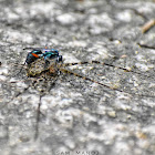 Spider Wasp Vs Two Tailed Spider