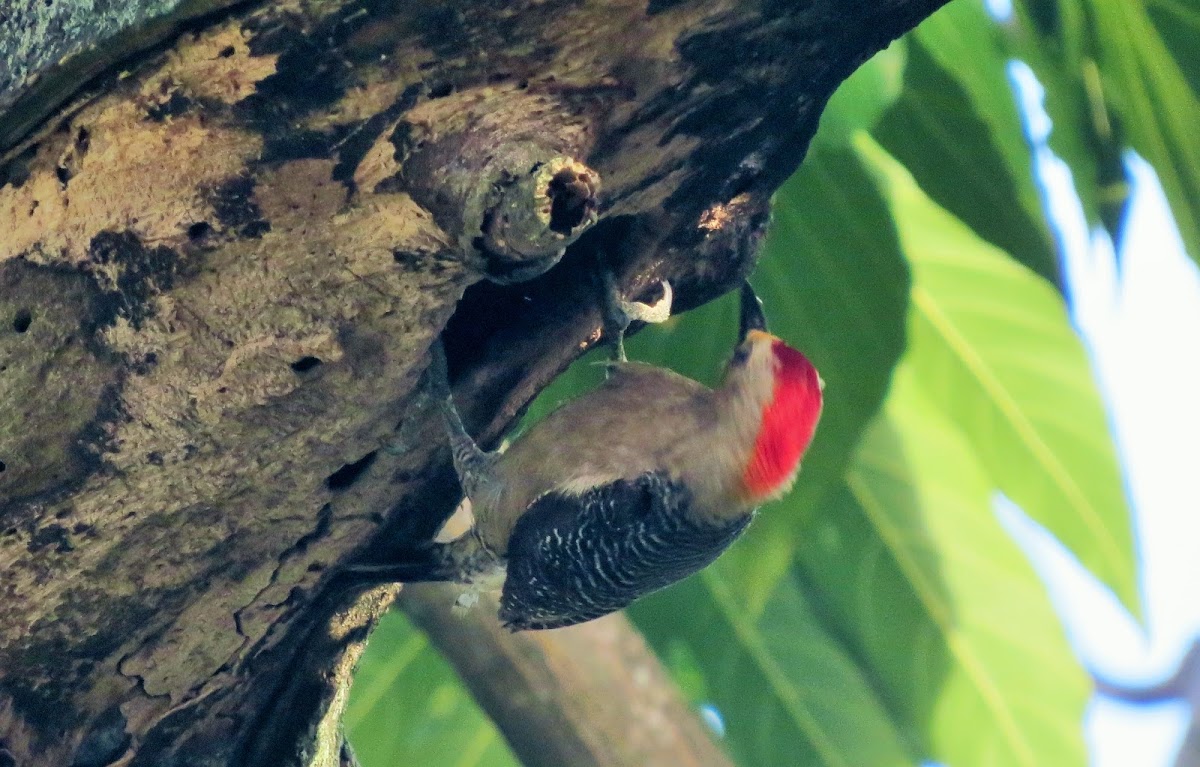 Golden-fronted Woodpecker